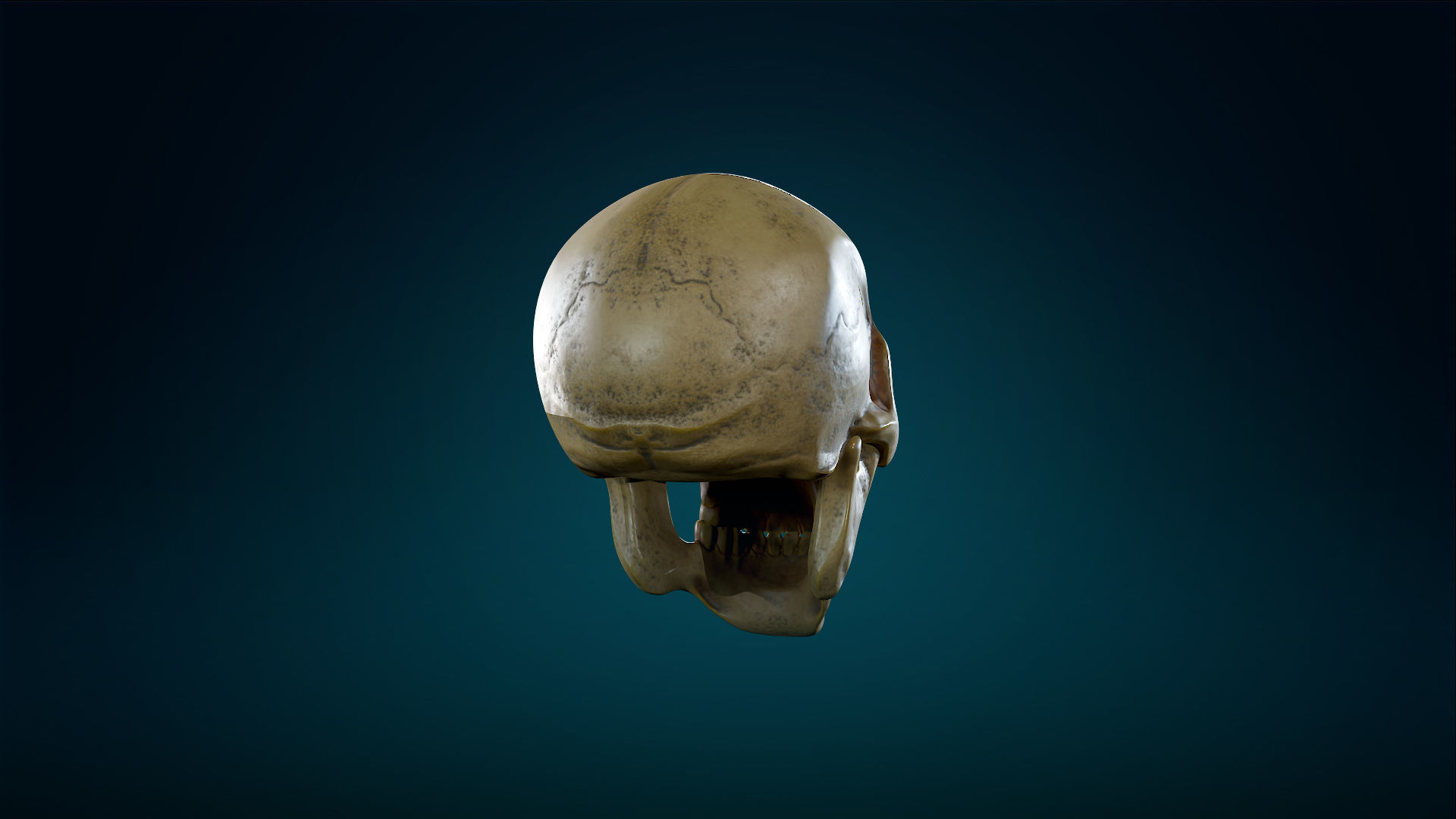 Human Skeleton Skull - Yellow - Lowpoly - Game Ready Low-poly 3D model_11