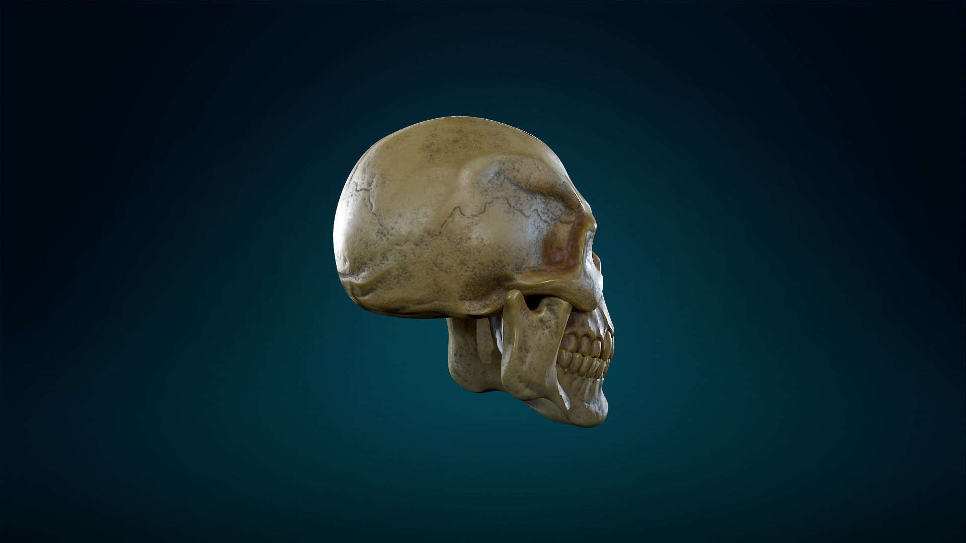 Human Skeleton Skull - Yellow - Lowpoly - Game Ready Low-poly 3D model_9