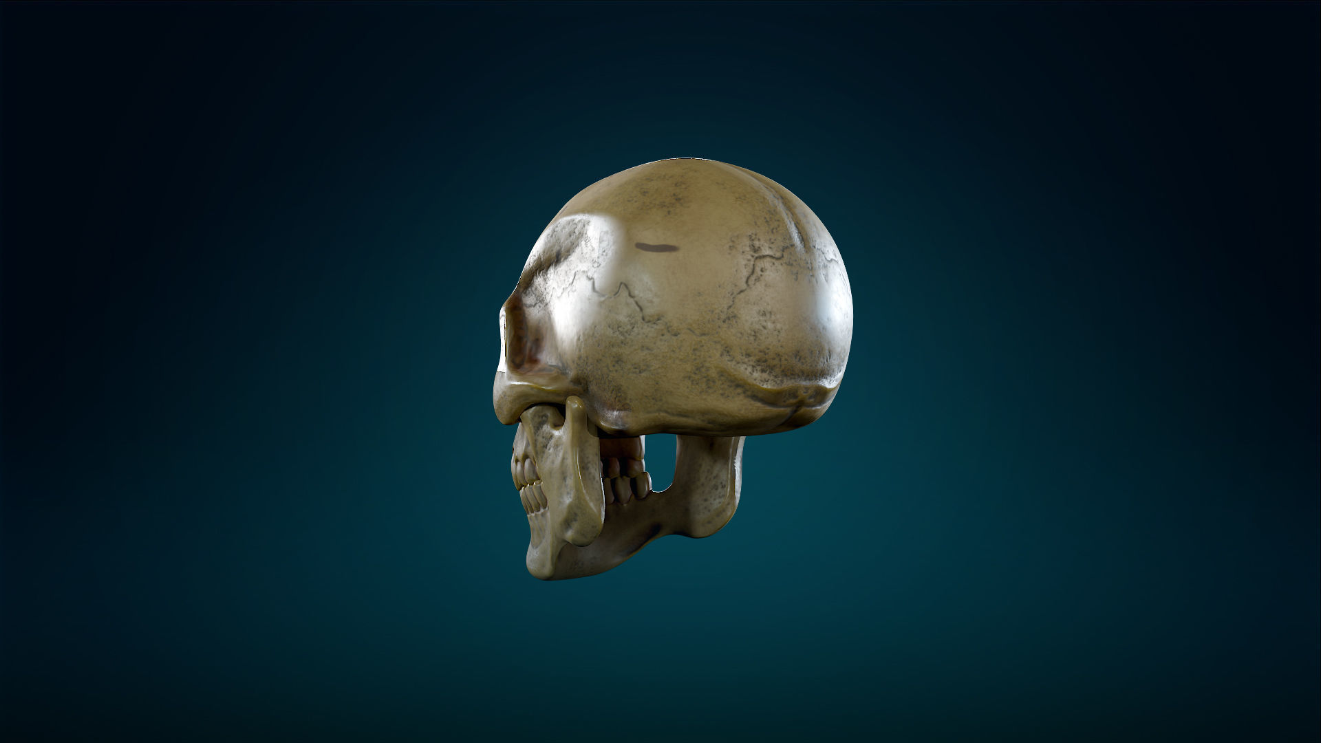 Human Skeleton Skull - Yellow - Lowpoly - Game Ready Low-poly 3D model_14