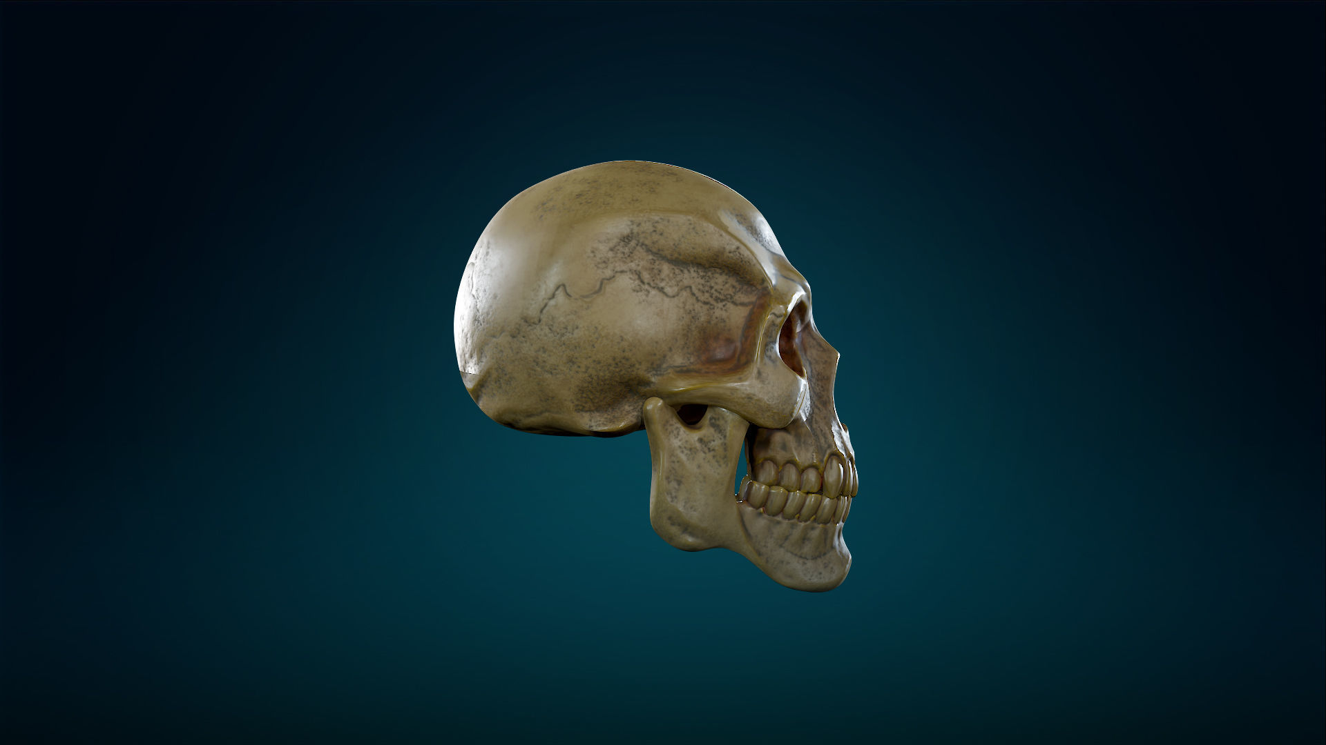 Human Skeleton Skull - Yellow - Lowpoly - Game Ready Low-poly 3D model_8
