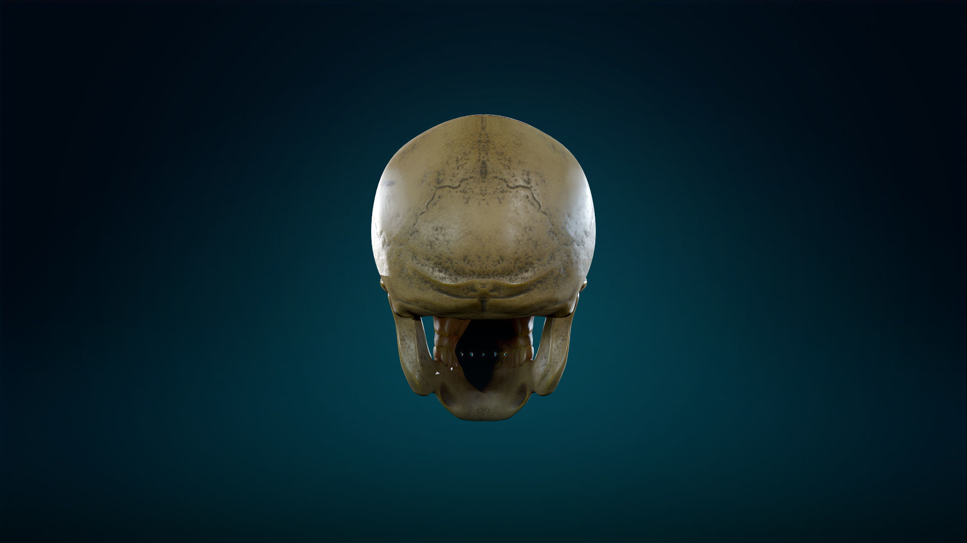 Human Skeleton Skull - Yellow - Lowpoly - Game Ready Low-poly 3D model_12