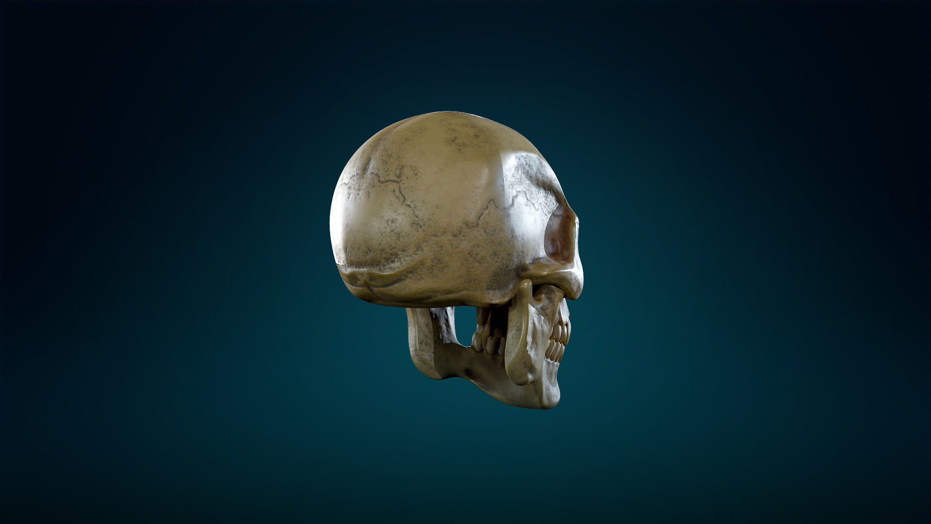 Human Skeleton Skull - Yellow - Lowpoly - Game Ready Low-poly 3D model_10