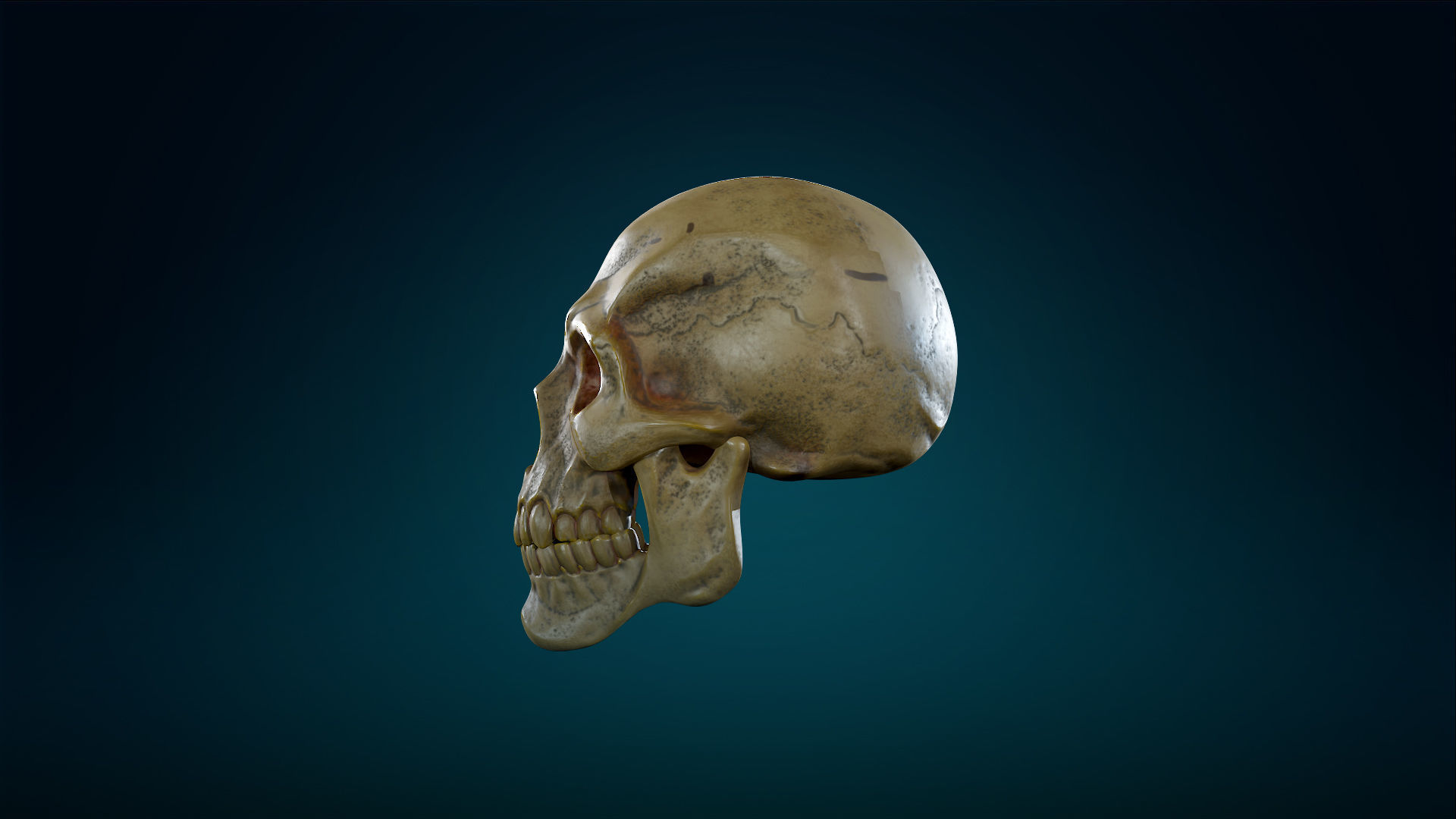 Human Skeleton Skull - Yellow - Lowpoly - Game Ready Low-poly 3D model_16