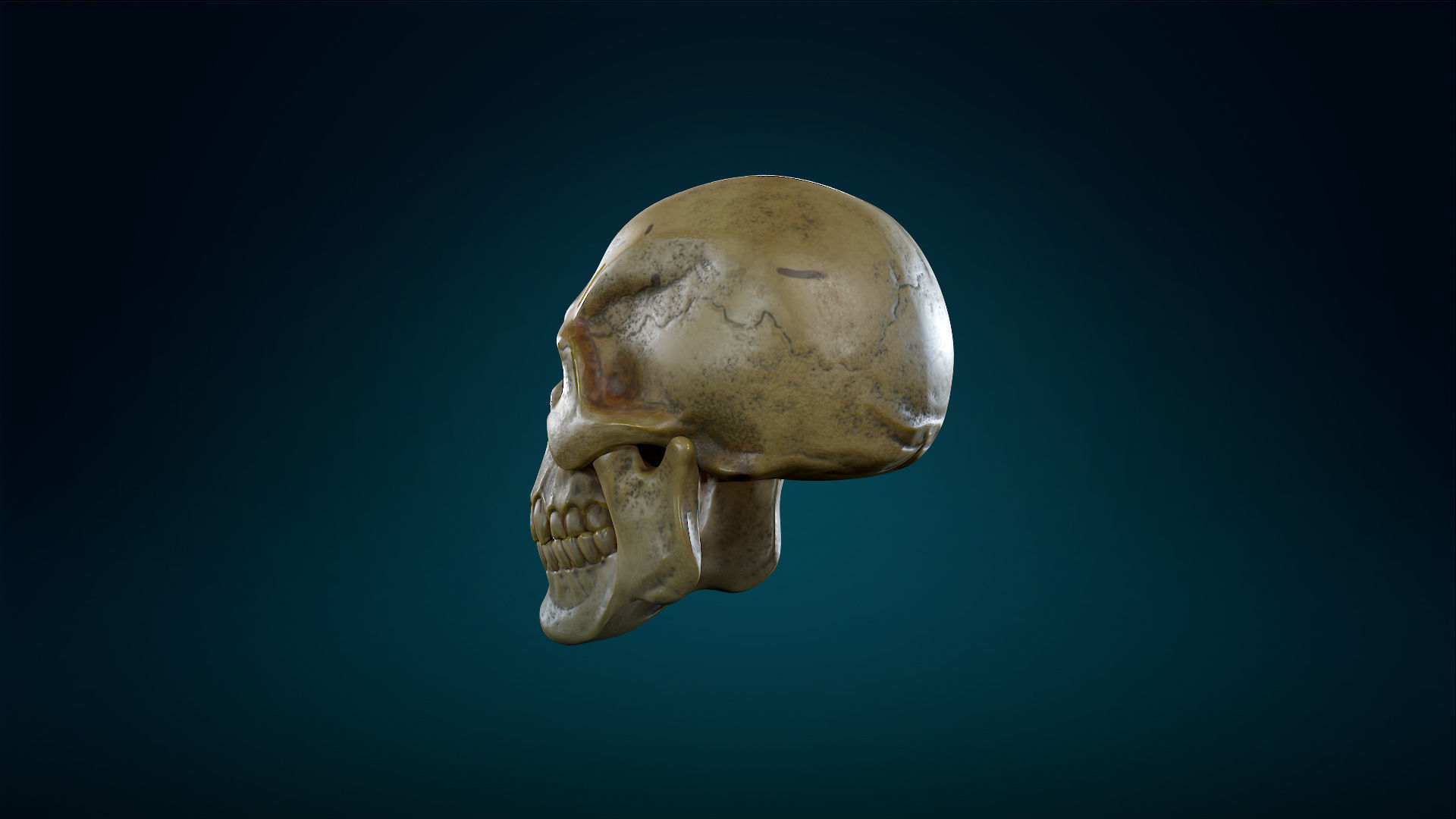 Human Skeleton Skull - Yellow - Lowpoly - Game Ready Low-poly 3D model_15