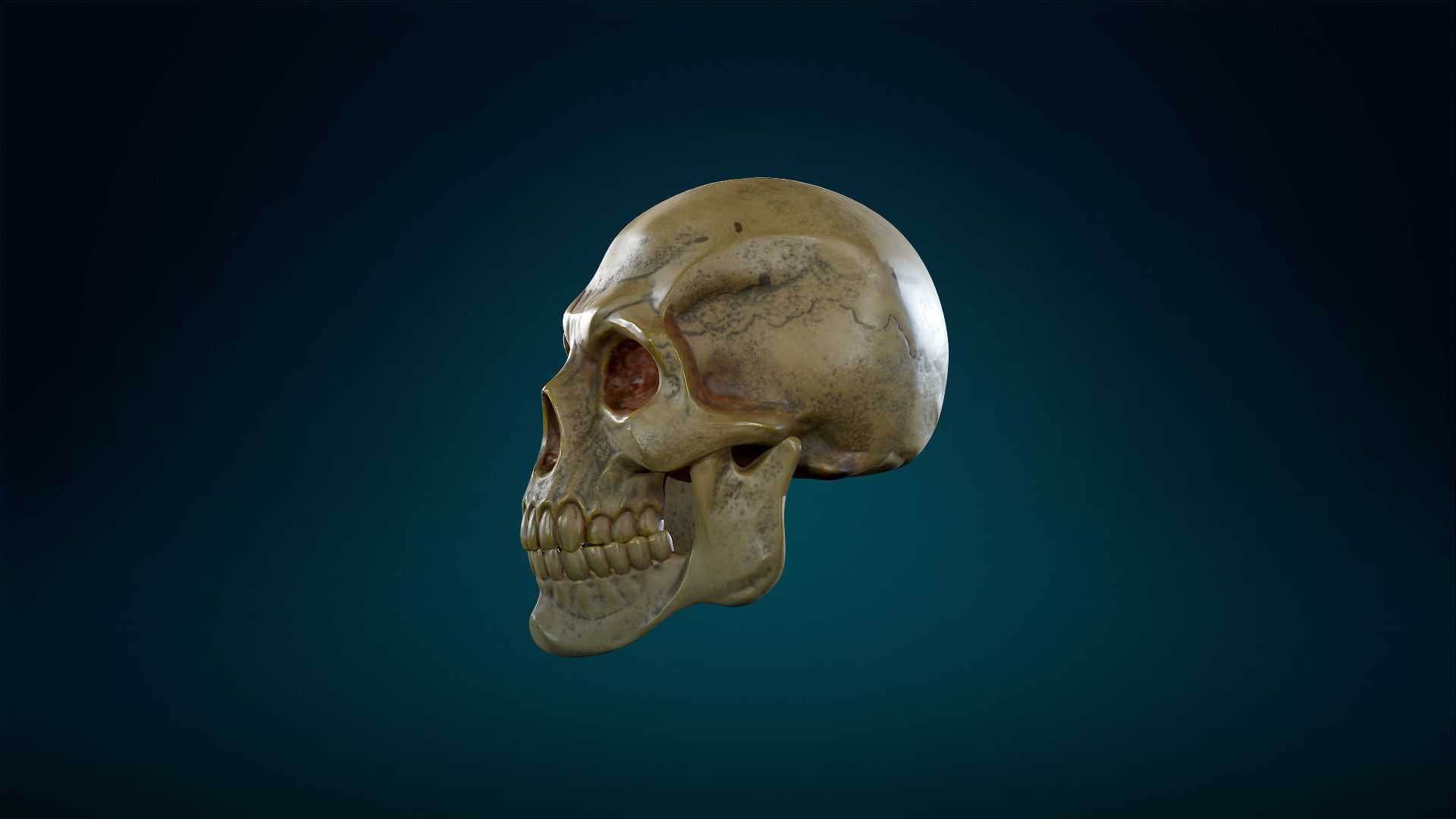 Human Skeleton Skull - Yellow - Lowpoly - Game Ready Low-poly 3D model_17