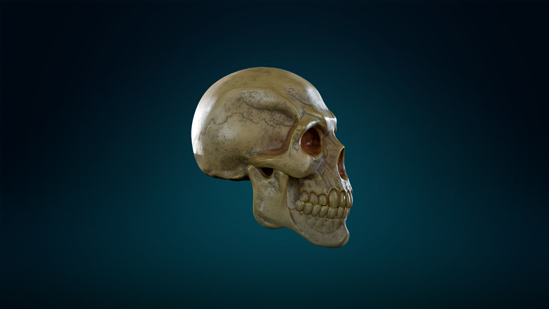 Human Skeleton Skull - Yellow - Lowpoly - Game Ready Low-poly 3D model_7