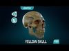Human Skeleton Skull - Yellow - Lowpoly - Game Ready Low-poly 3D model_1