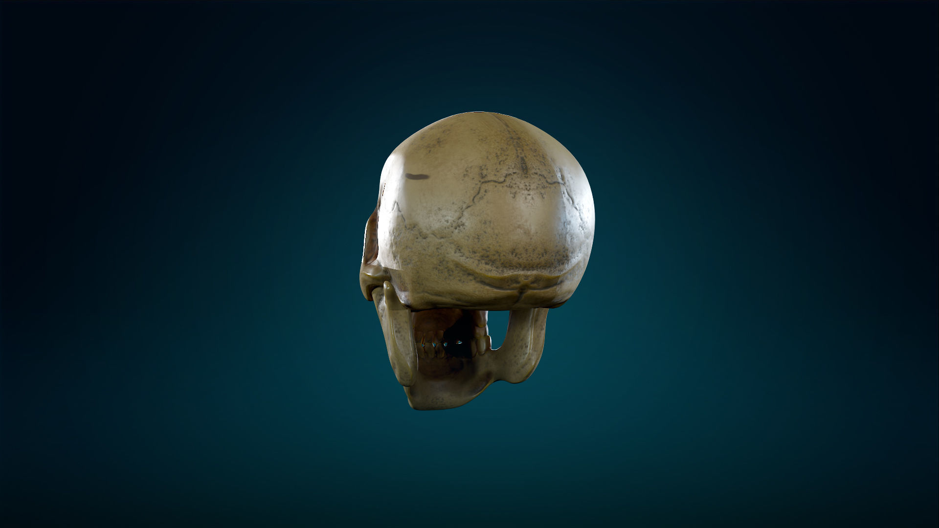 Human Skeleton Skull - Yellow - Lowpoly - Game Ready Low-poly 3D model_13