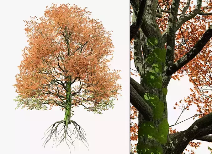 Detailed bigleaf maple trees with trunk moss 3d model Low-poly 3D model