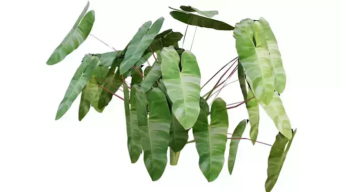 philodendron burlemarx tropical plants