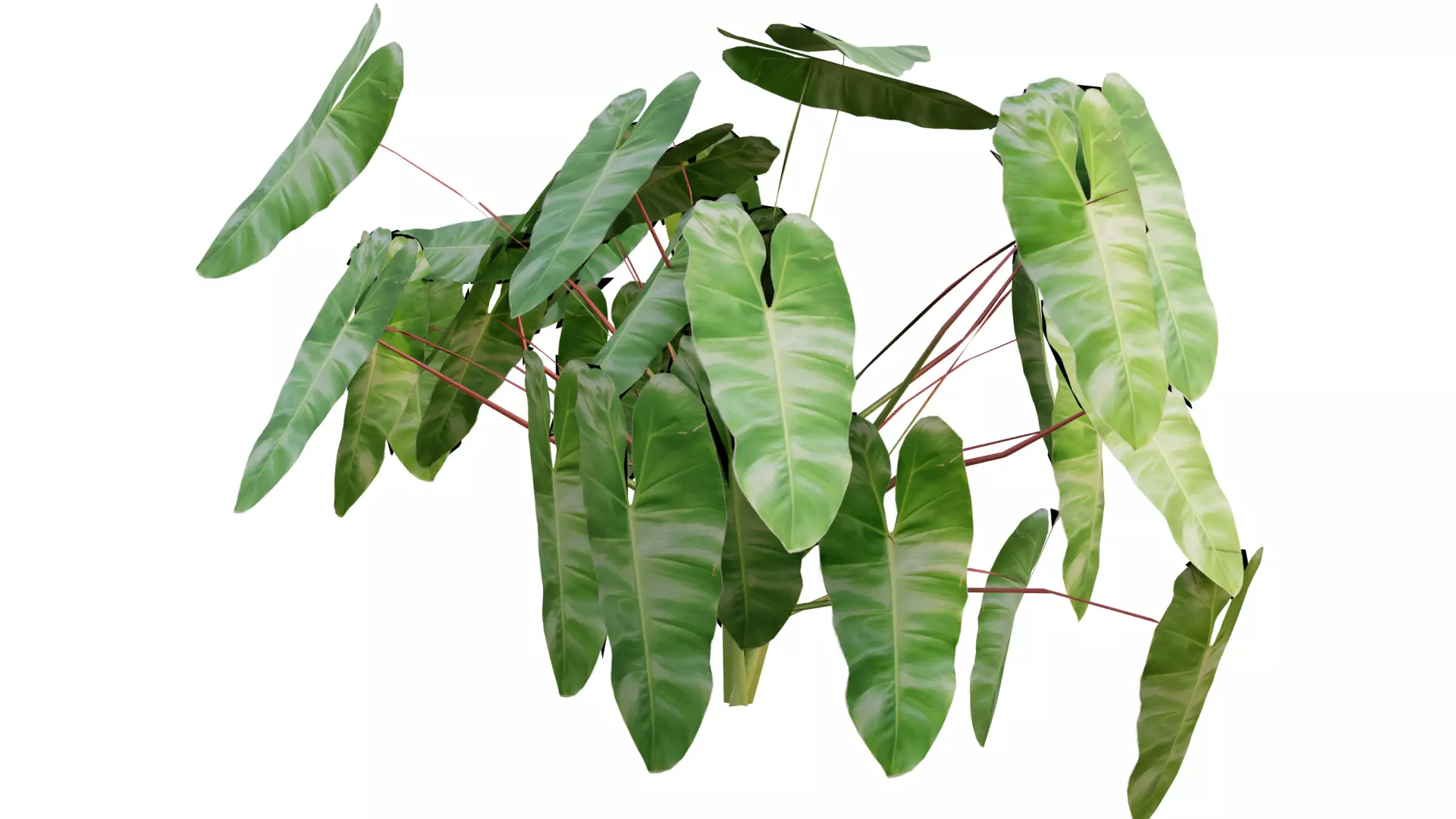 philodendron burlemarx tropical plants Low-poly 3D model