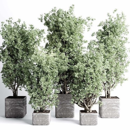 indoor plant set 431 pot plant old tree concrete dirt vase  Low-poly 3D model