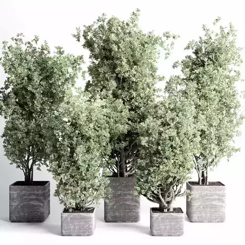 indoor plant set 431 pot plant old tree concrete dirt vase 