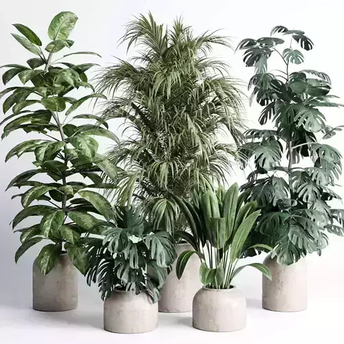 indoor plant set 430 pot plant palm ficus rubbery monstera