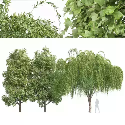 Weeping willow and Tulip poplar 3D model