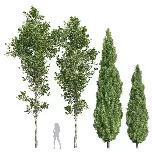 Mediterranean Cypress and Birch trees 3D model