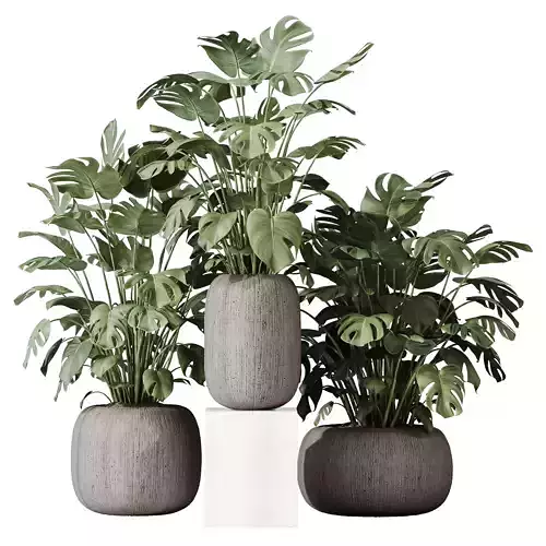 HousePlants Giant Monstera Deliciosa Swiss Cheese 3D model