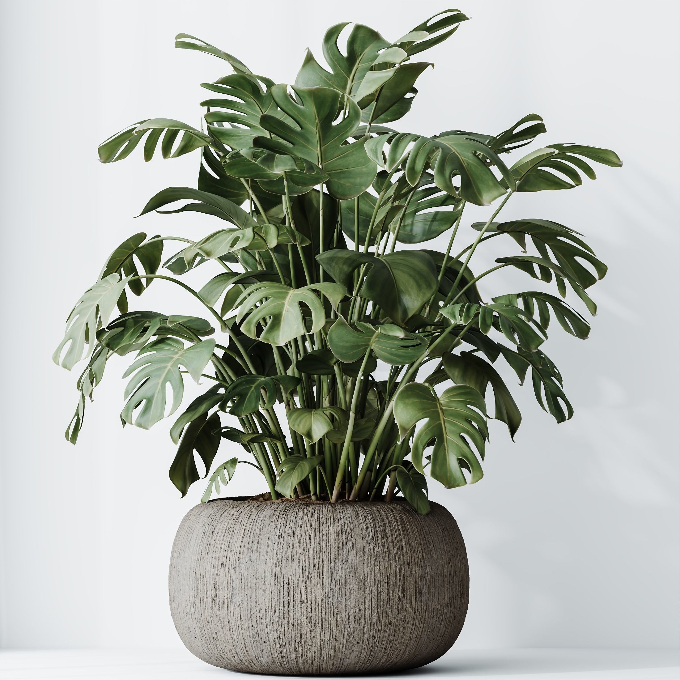 HousePlants Giant Monstera Deliciosa Swiss Cheese 3D model_3