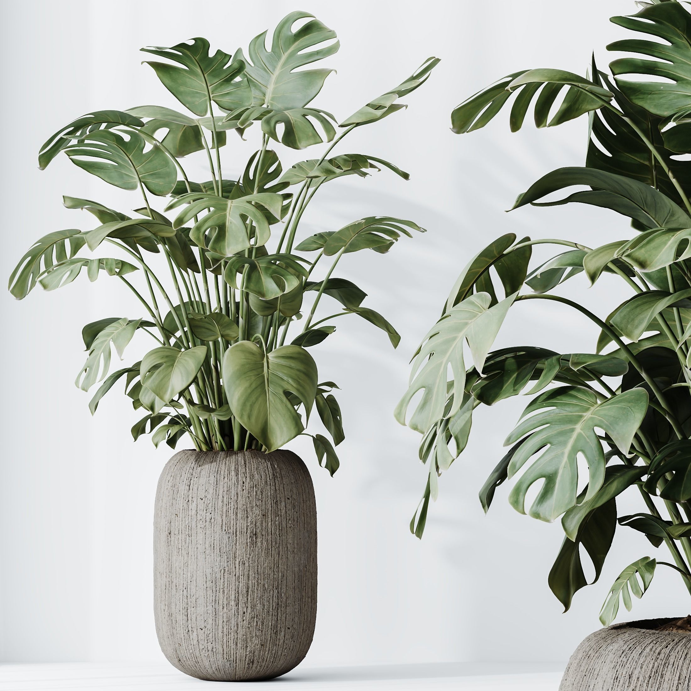 HousePlants Giant Monstera Deliciosa Swiss Cheese 3D model_2