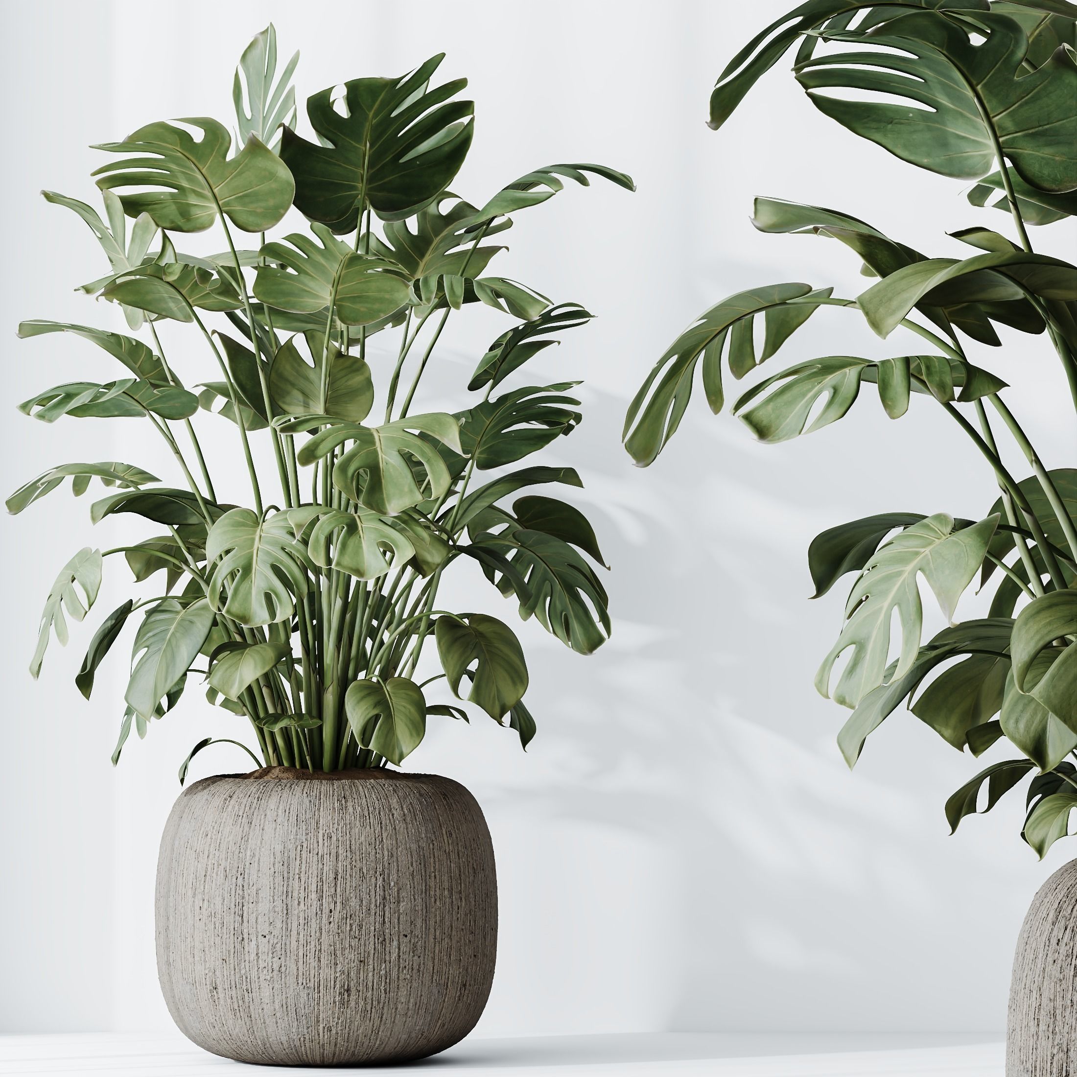 HousePlants Giant Monstera Deliciosa Swiss Cheese 3D model_1