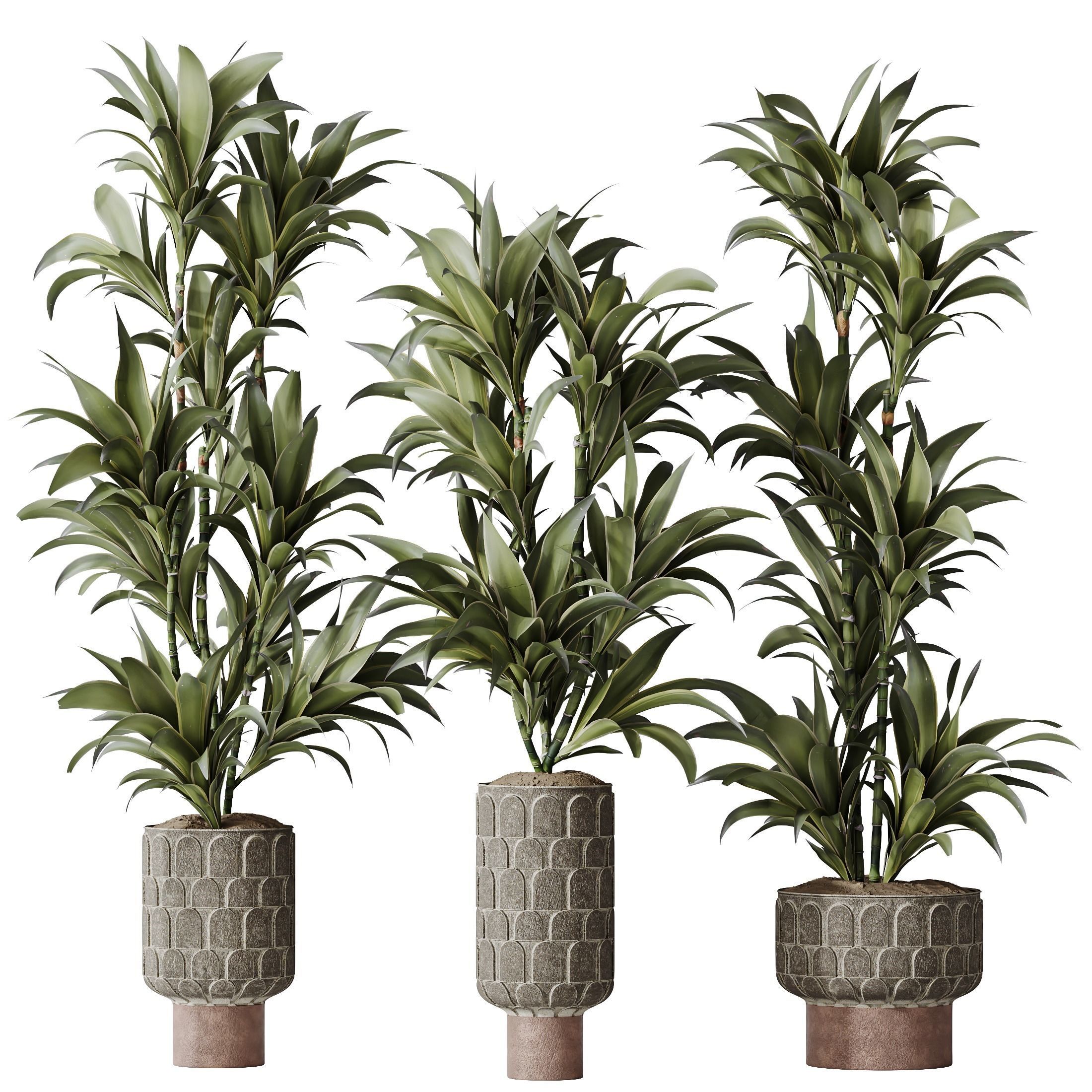 HousePlants Dracaena Warneckii Lemon Lime Cane Dragon Set05 3D model_1