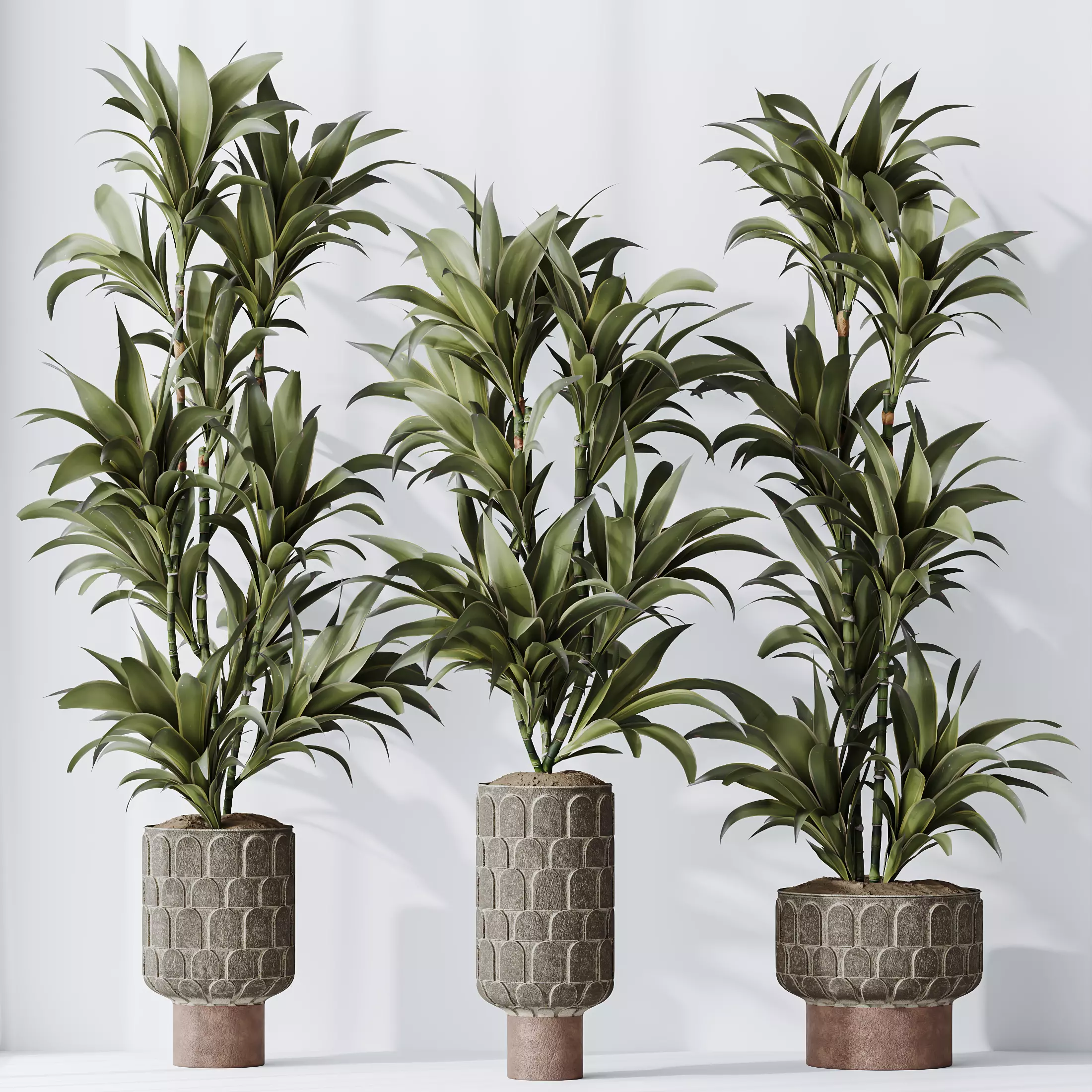 HousePlants Dracaena Warneckii Lemon Lime Cane Dragon Set05 3D model_0