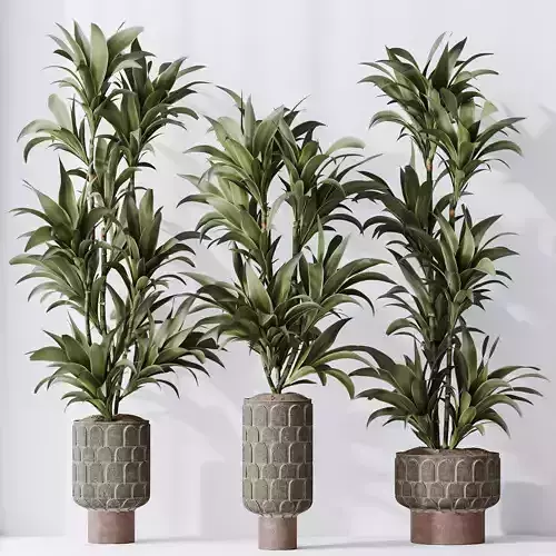 HousePlants Dracaena Warneckii Lemon Lime Cane Dragon Set05 3D model