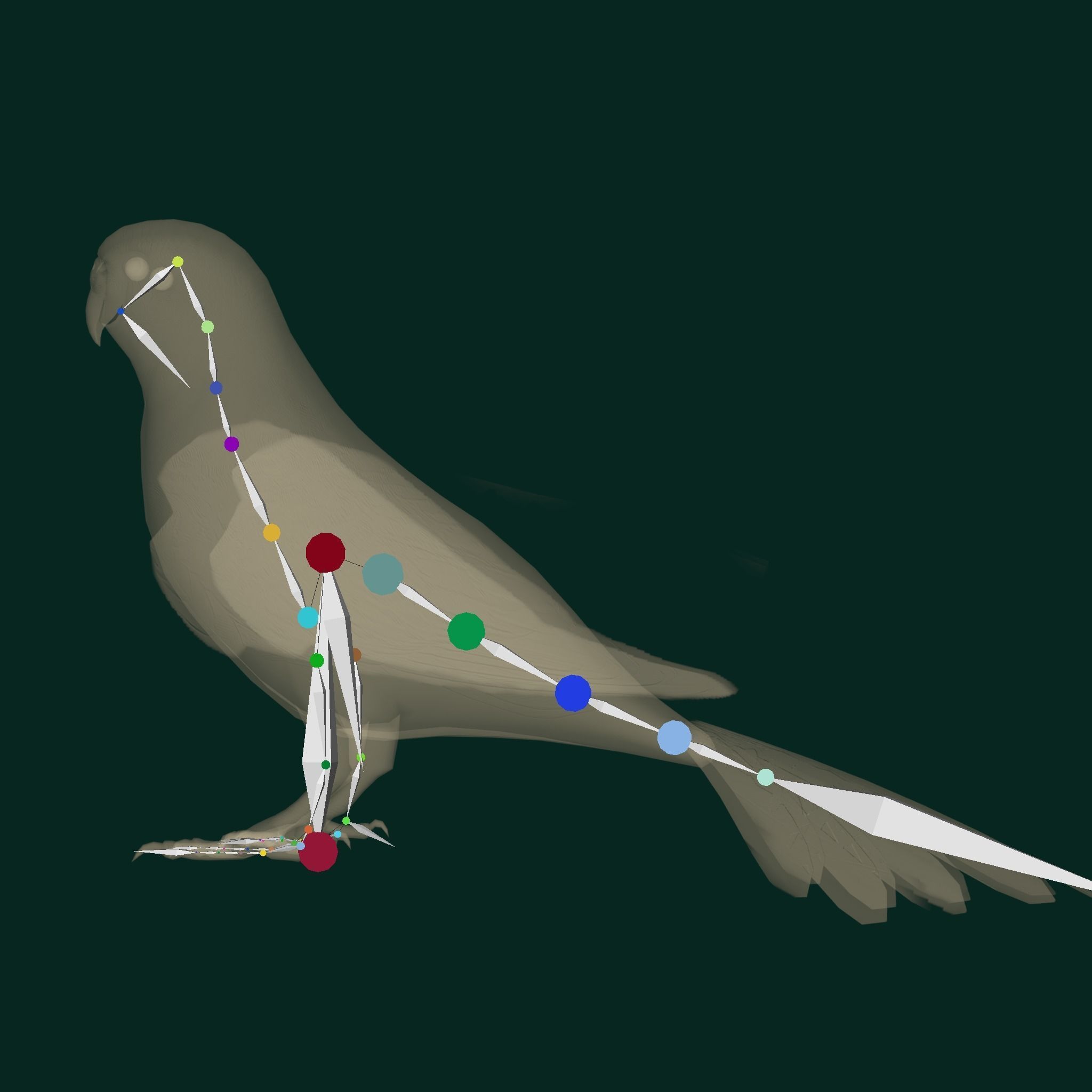 Budgerigar Budgie Bird Low-poly 3D model_13