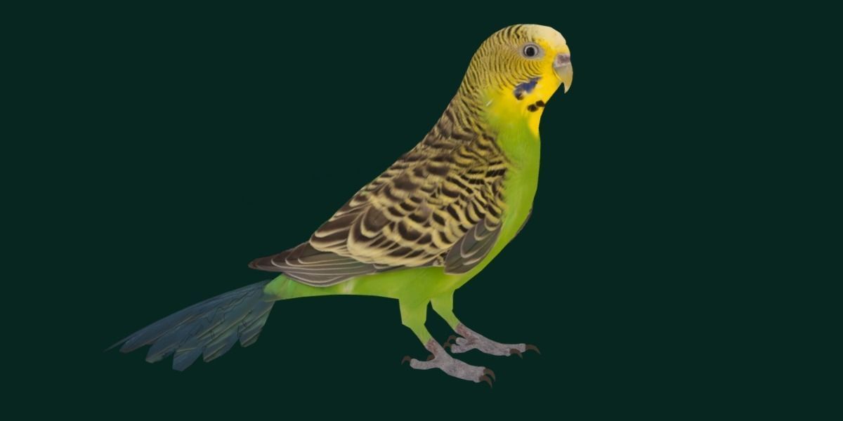 Budgerigar Budgie Bird Low-poly 3D model_15