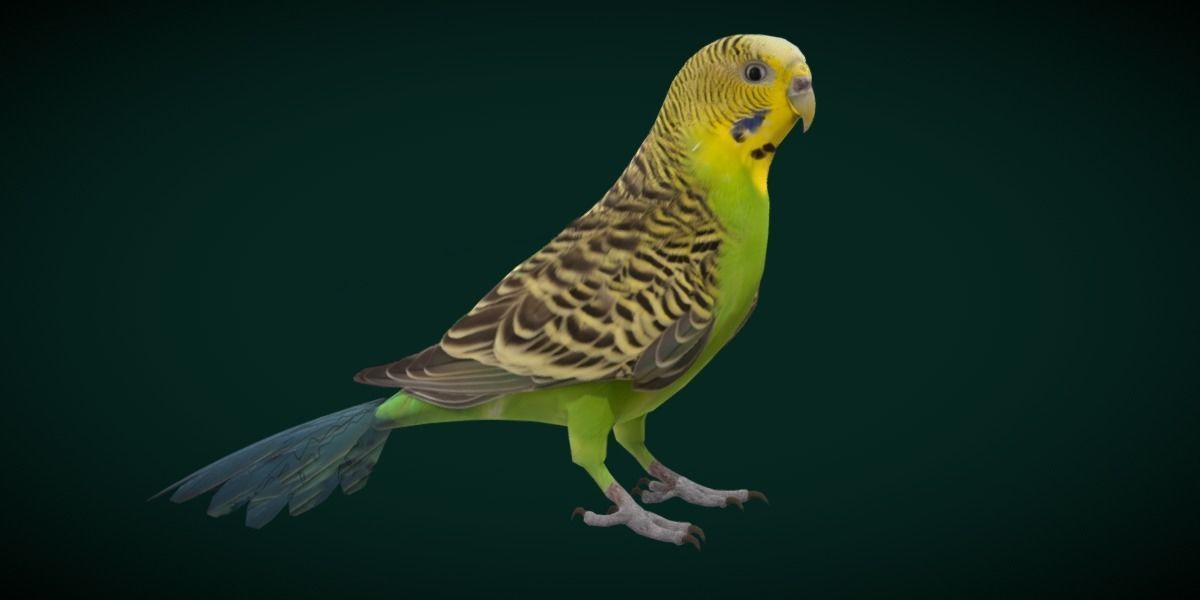 Budgerigar Budgie Bird Low-poly 3D model_22