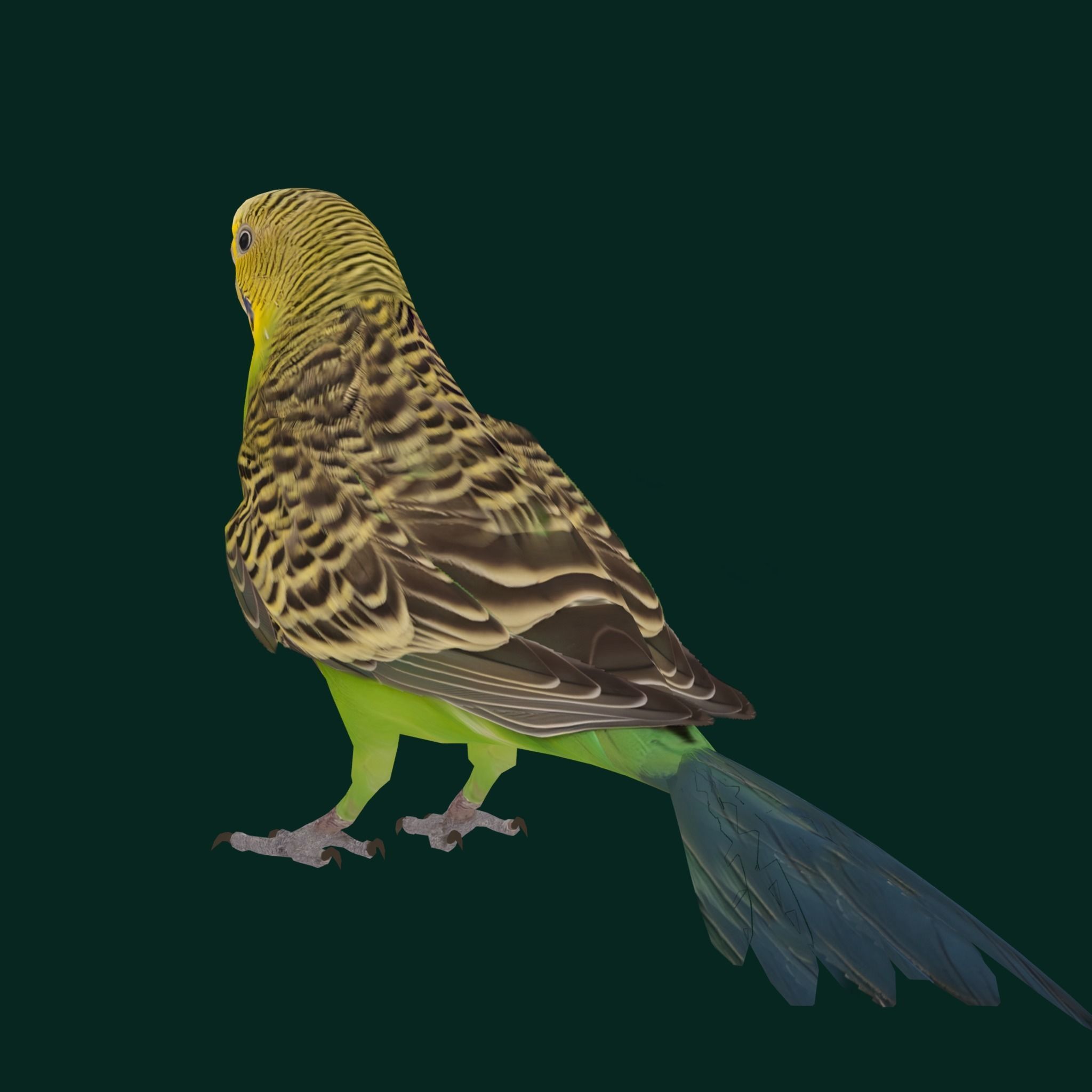 Budgerigar Budgie Bird Low-poly 3D model_11