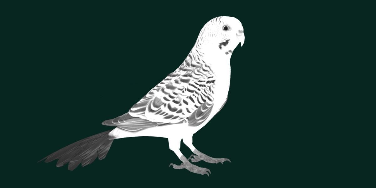 Budgerigar Budgie Bird Low-poly 3D model_19