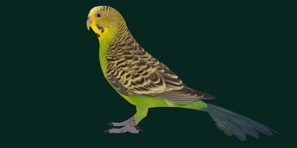 Budgerigar Budgie Bird Low-poly 3D model_16