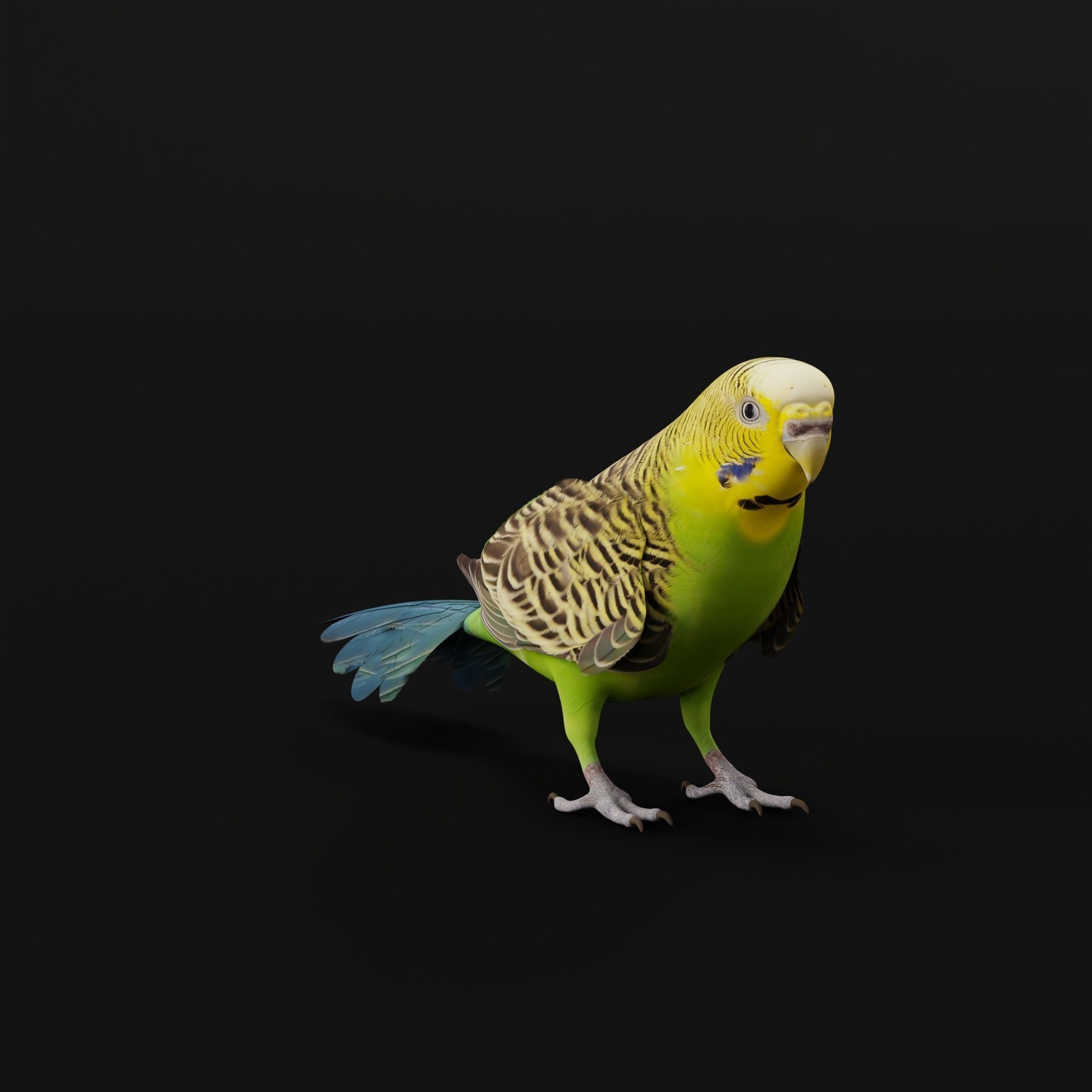 Budgerigar Budgie Bird Low-poly 3D model_24