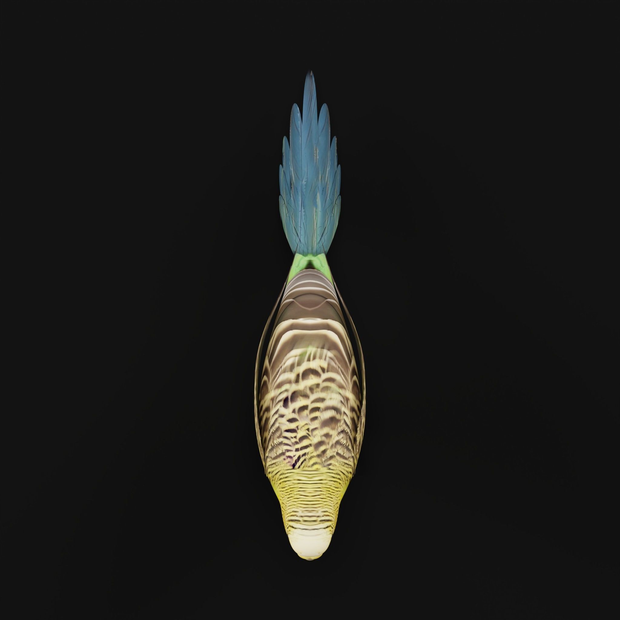 Budgerigar Budgie Bird Low-poly 3D model_25