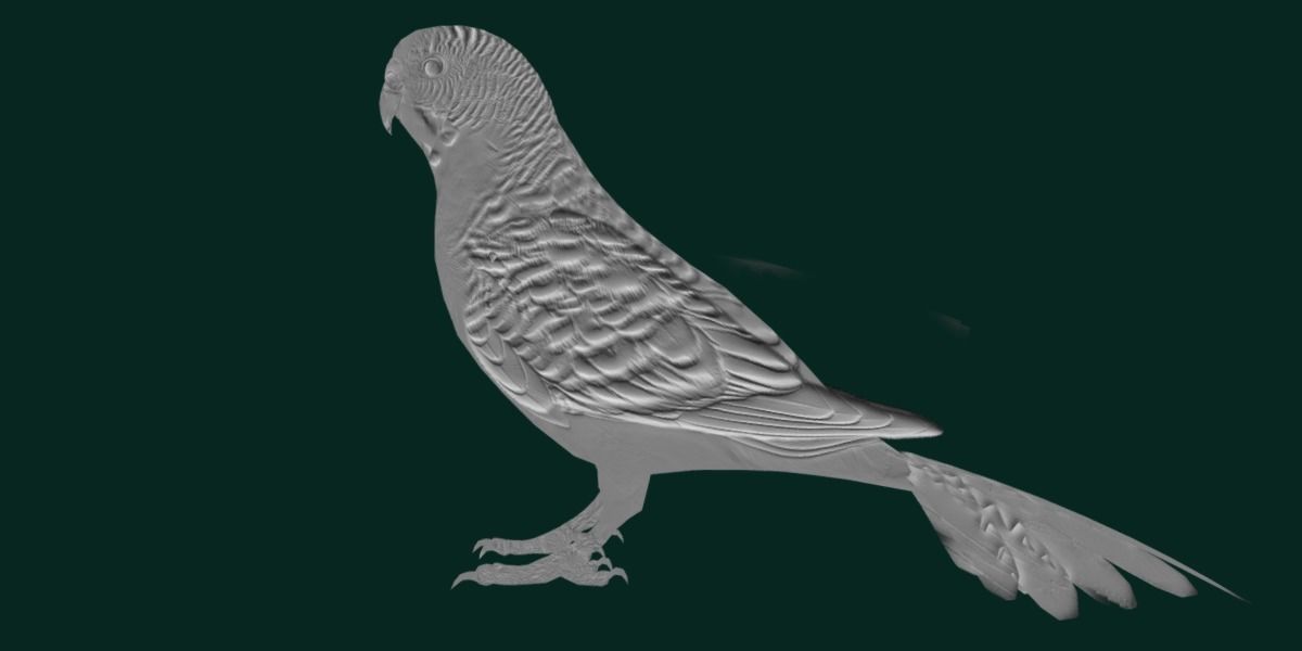 Budgerigar Budgie Bird Low-poly 3D model_17