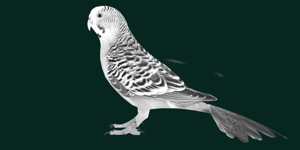 Budgerigar Budgie Bird Low-poly 3D model_18