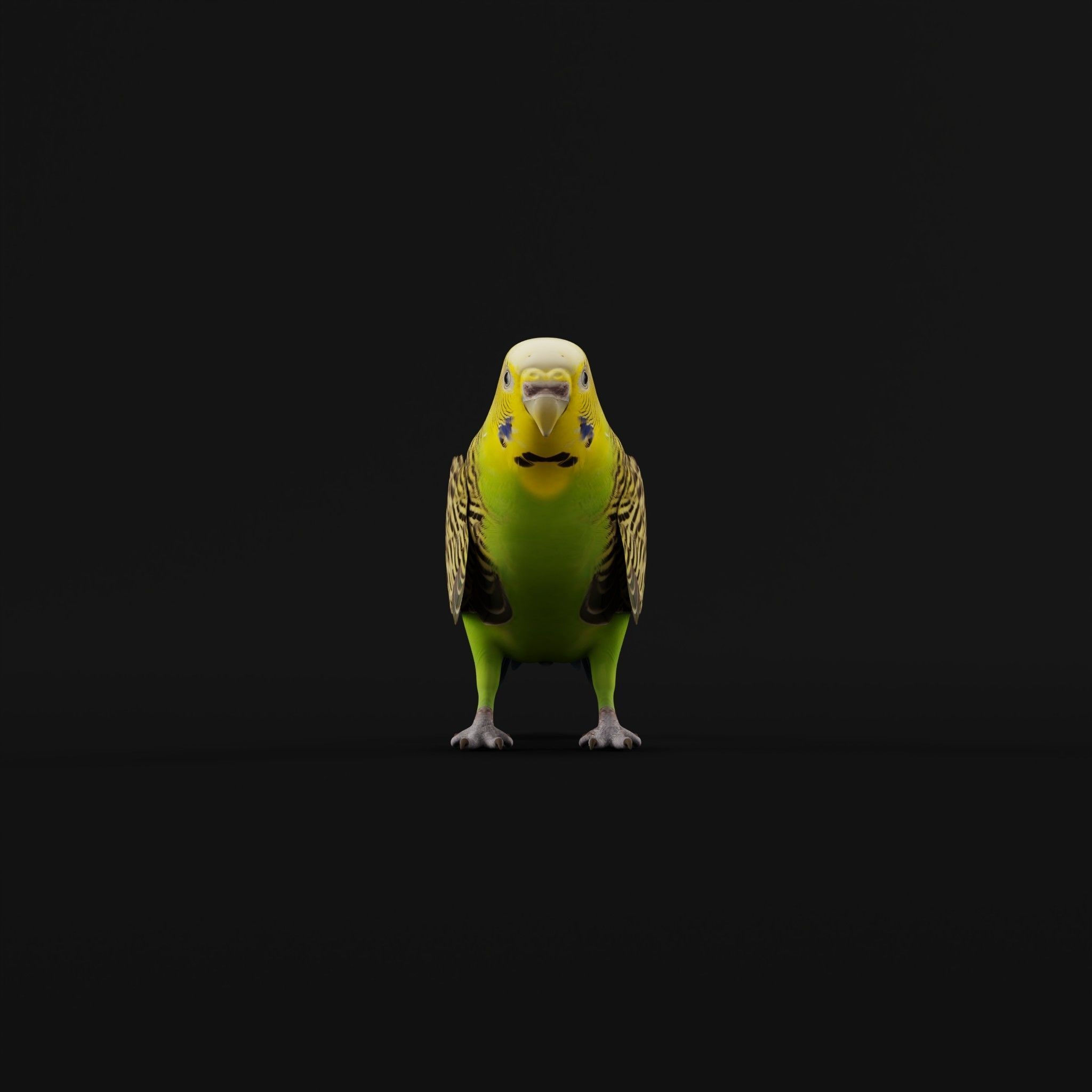 Budgerigar Budgie Bird Low-poly 3D model_23