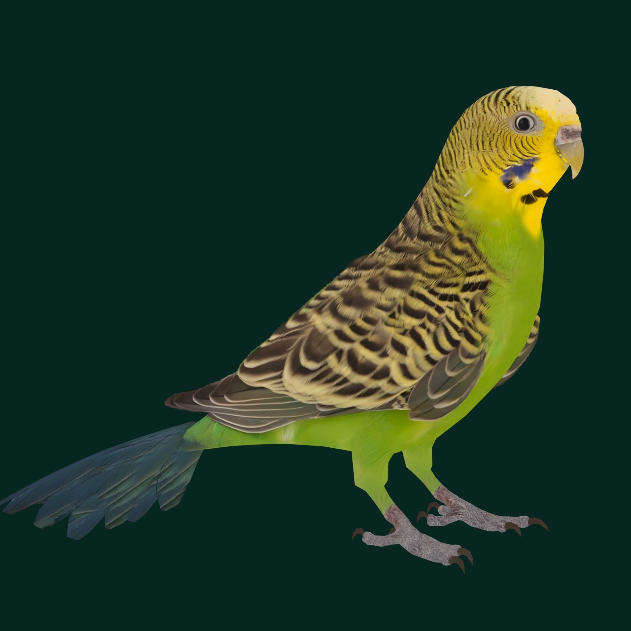 Budgerigar Budgie Bird Low-poly 3D model_10