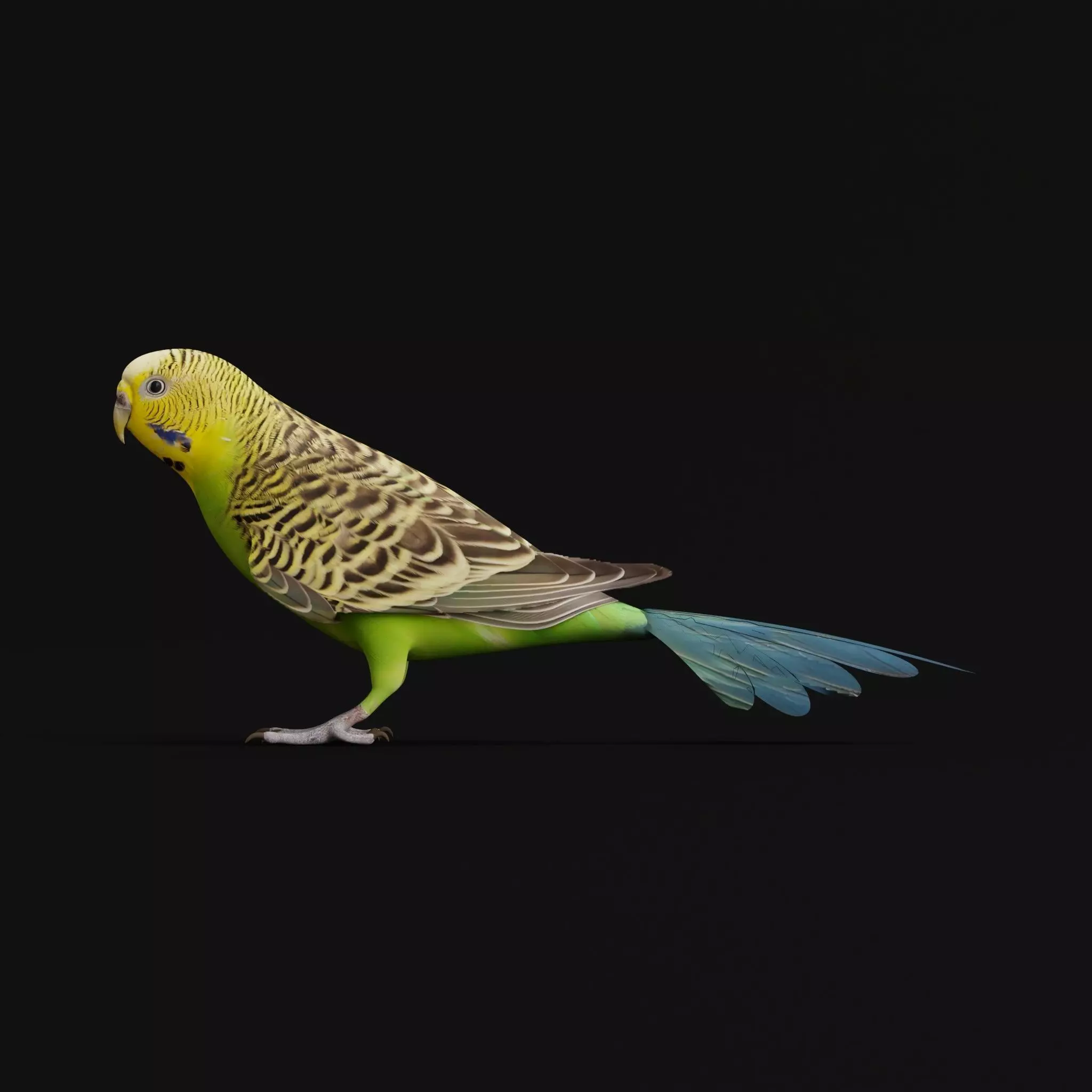 Budgerigar Budgie Bird Low-poly 3D model_0