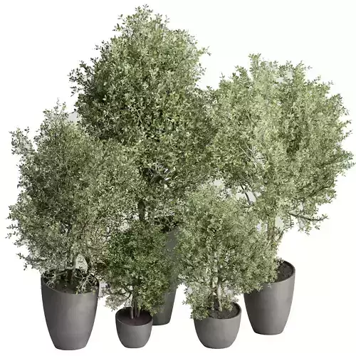 Set of trees and bushes in pots - Outdoor plants set 184