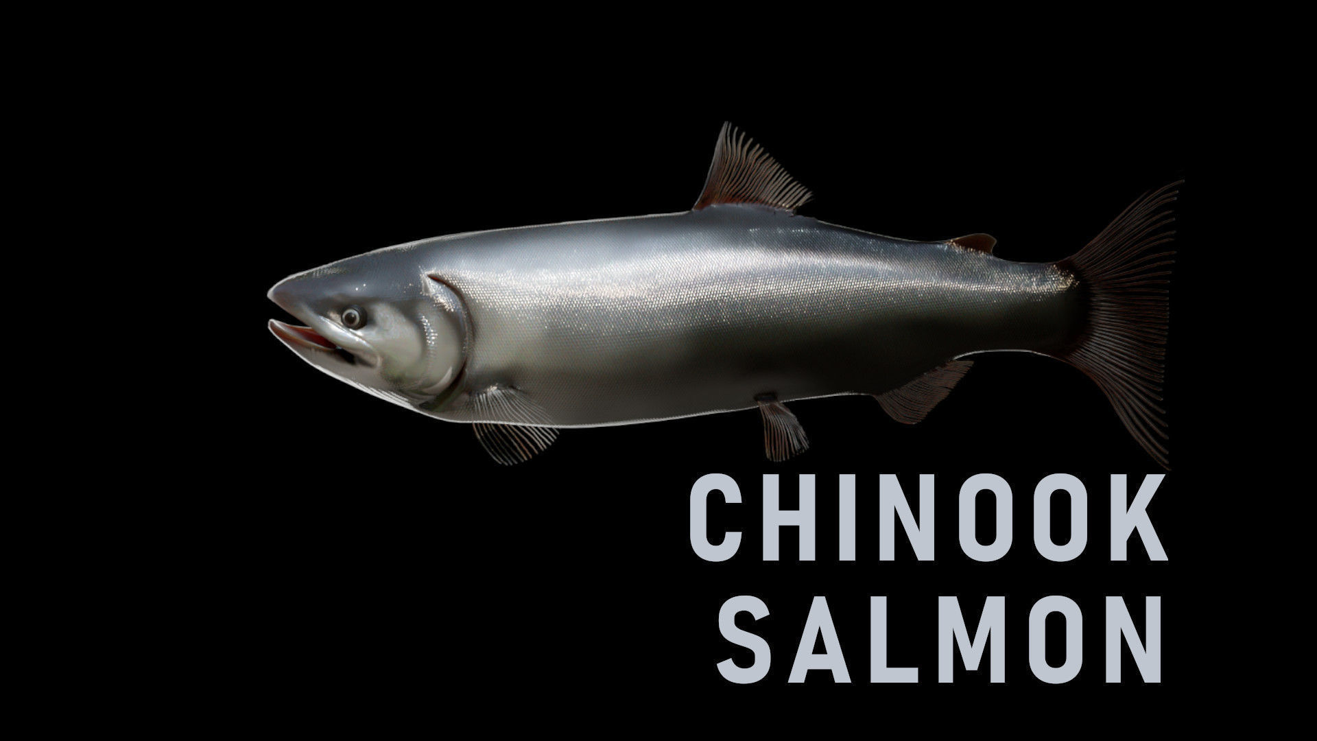 PBR Freshwater Fish Collection Low-poly 3D model_5