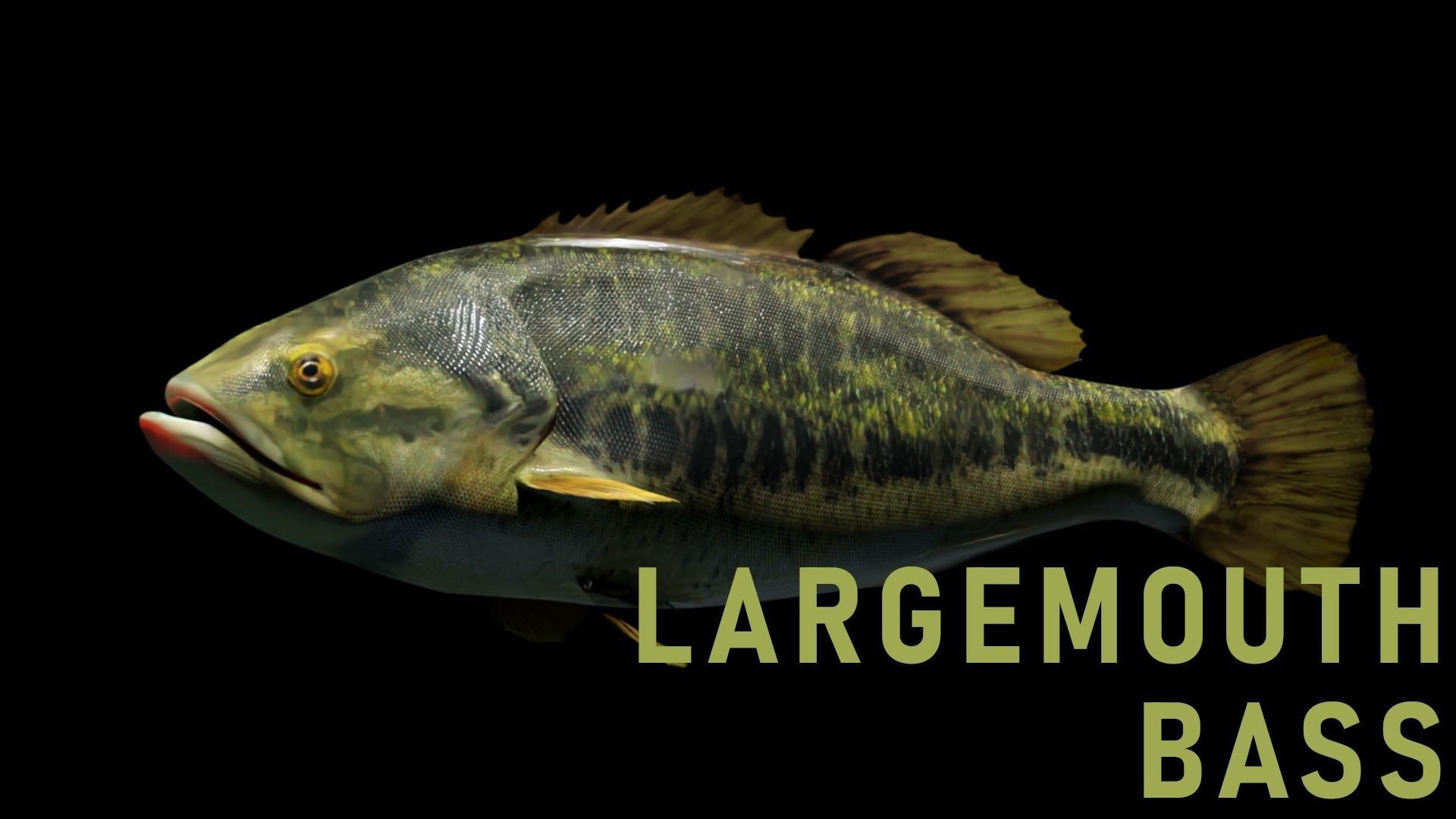 PBR Freshwater Fish Collection Low-poly 3D model_3