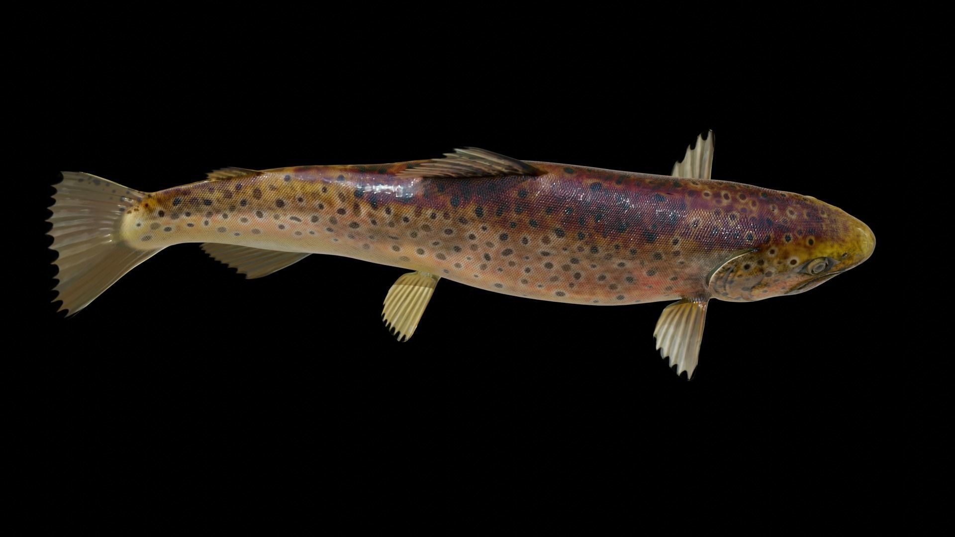 PBR Freshwater Fish Collection Low-poly 3D model_21