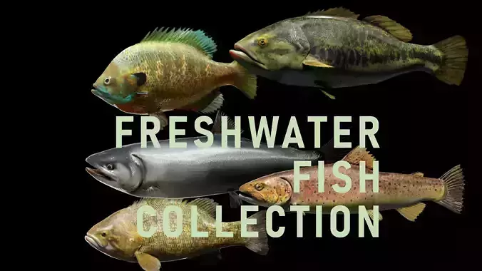 PBR Freshwater Fish Collection