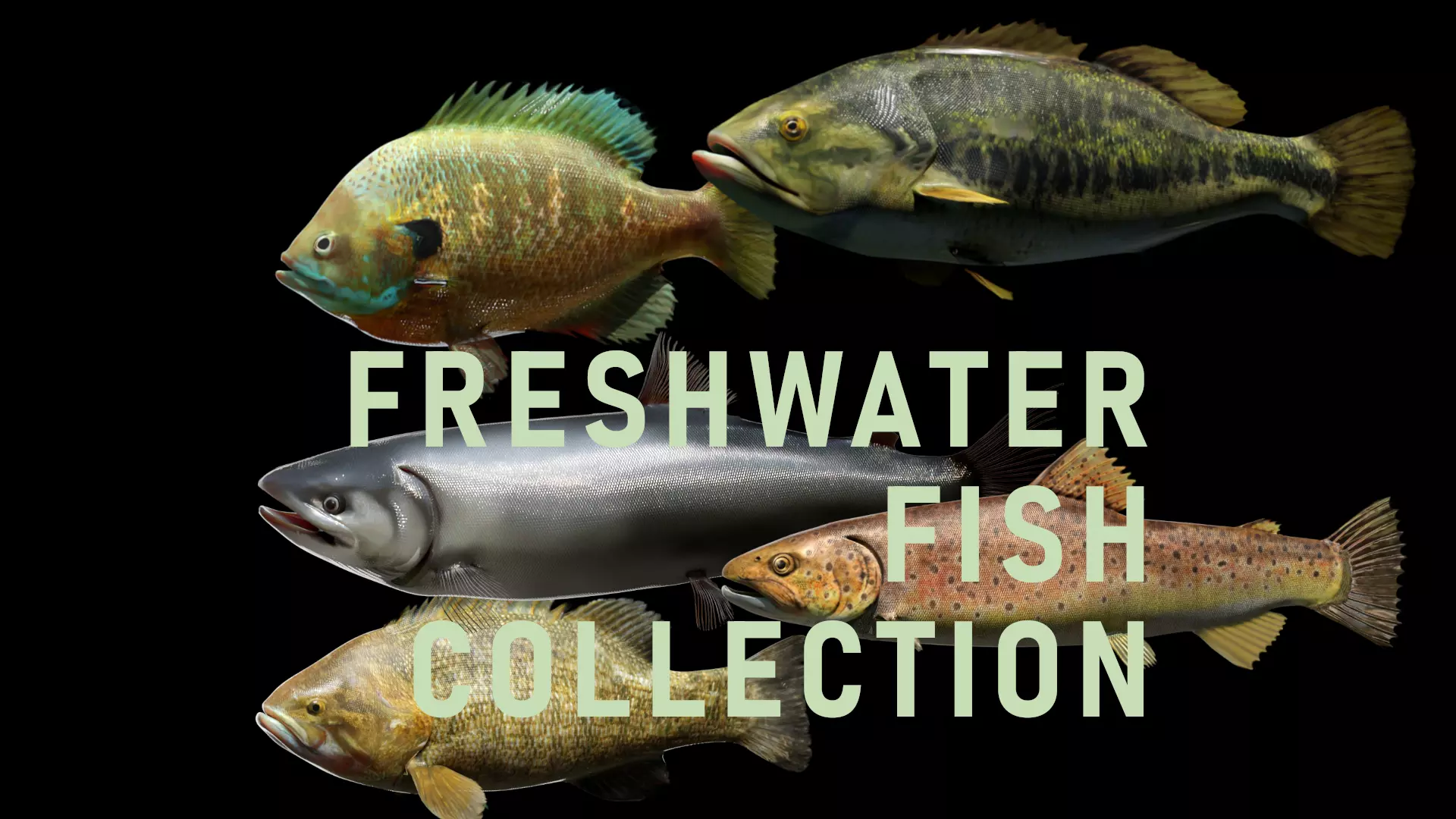 PBR Freshwater Fish Collection Low-poly 3D model_0
