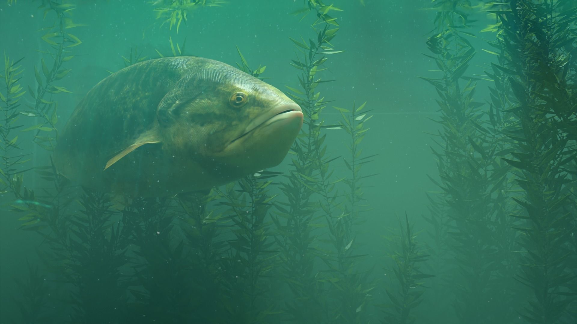 PBR Freshwater Fish Collection Low-poly 3D model_1