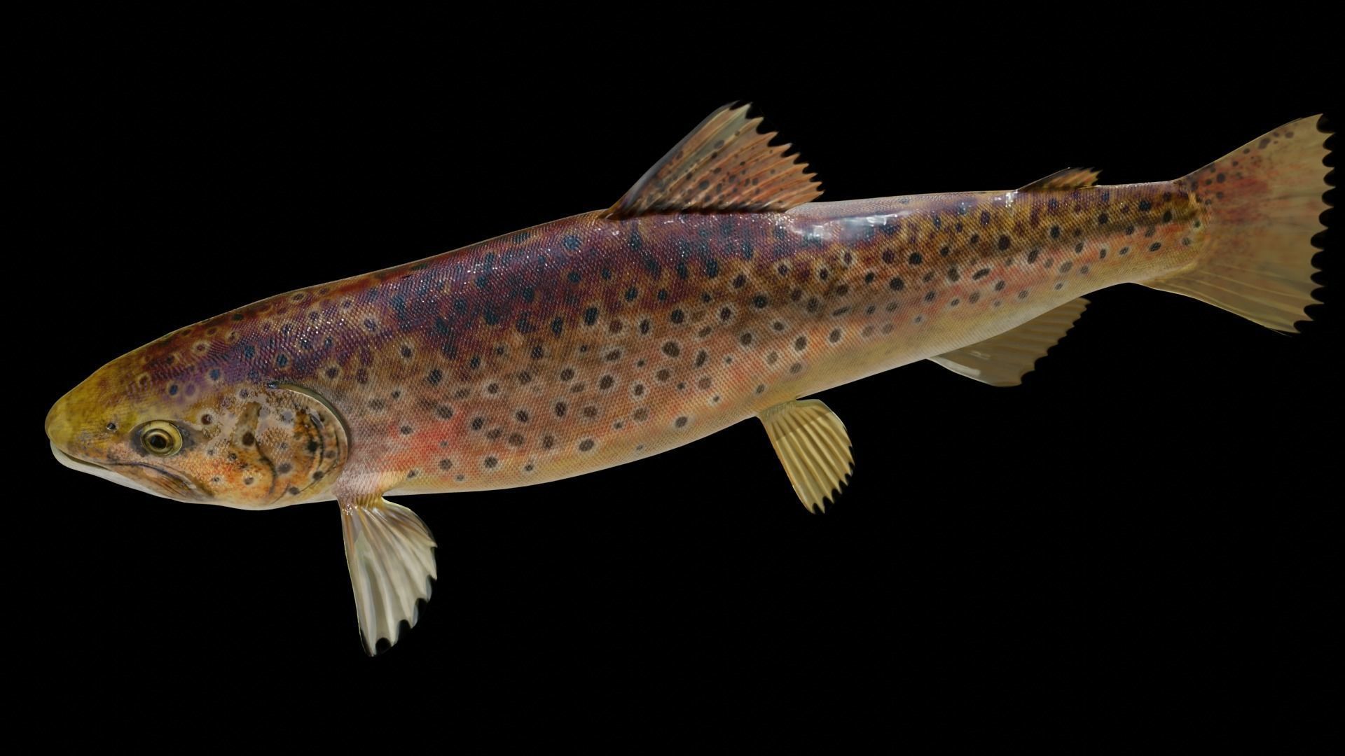 PBR Freshwater Fish Collection Low-poly 3D model_18