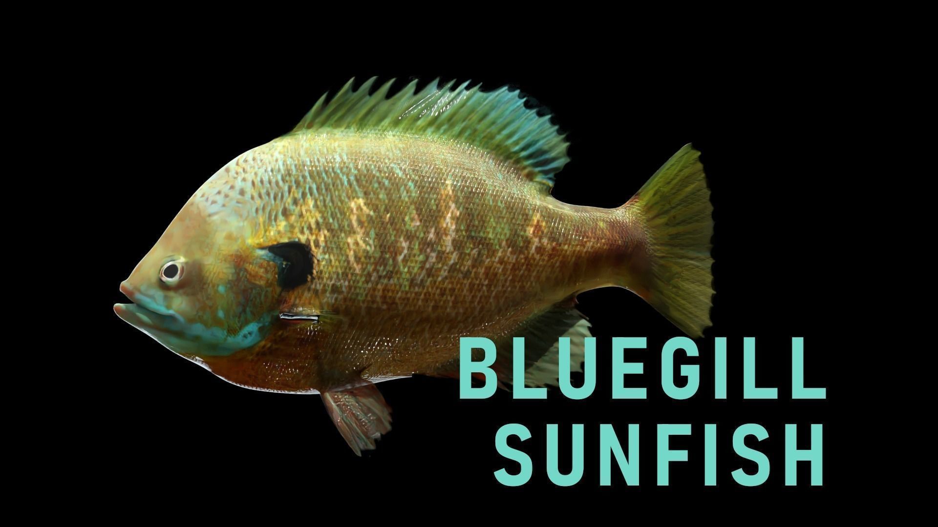 PBR Freshwater Fish Collection Low-poly 3D model_7