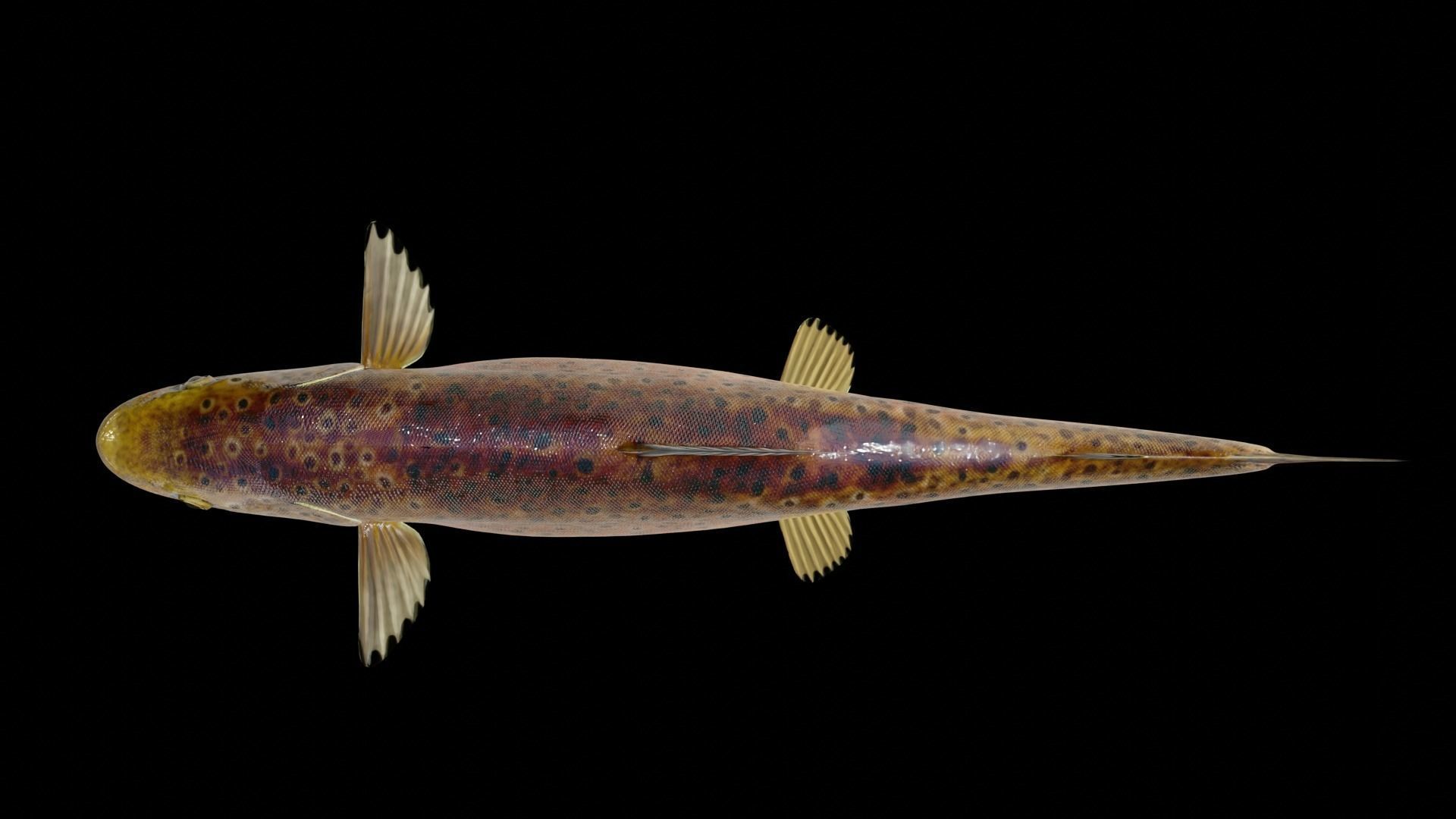 PBR Freshwater Fish Collection Low-poly 3D model_24